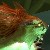:icon00161mutation: