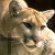 :icon007-chatcougar: