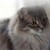 :icon007andrewl: