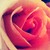 :icon00myxlittlexdove00: