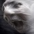 :icon00silentscream00: