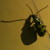 :icon013dragon:
