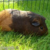:icon07coc: