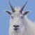 :icon0-goawtie-0: