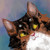 :icon0littlegoldenfish: