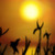 :icon0o-menkalinan-o0: