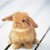 :icon0sweet-green-tea0: