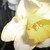 :icon1000daffodils:
