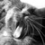 :icon1000ferrets: