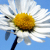 :icon100stokrotek: