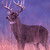 :icon10catsandmore: