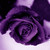 :icon10drwatson: