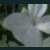 :icon11shotaru11: