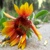 :icon123abcpolkadot: