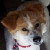 :icon13-foxglove-bouquet: