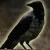 :icon13thcornix: