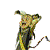 :icon13thshadowflower: