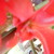 :icon14ladybuggirl: