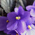 :icon14purpleflowers: