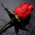 :icon14redroses: