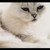 :icon150891: