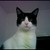 :icon17fox: