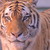 :icon1800mypet: