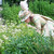 :icon18thcenturylady: