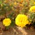 :icon1996hamster:
