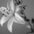 :icon19christine89:
