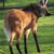 :icon19wolfotaku99: