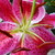 :icon1-lilith-1: