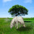 :icon1abbyo: