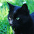 :icon1emerald-eyes1: