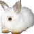:icon1loony8: