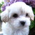 :icon1ruffian: