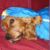 :icon1sammy1:
