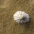 :icon2006seashells: