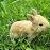:icon2011rabbit:
