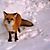 :icon21icefox: