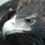 :icon23hunter: