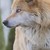 :icon241997dog: