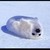:icon2468sapling: