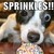 :icon290pika: