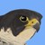 :icon2amillustration: