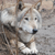 :icon2newmoonlight: