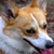 :icon2pidmouse: