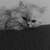 :icon2softpaws3: