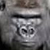 :icon300lbsgorilla: