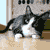 :icon34will: